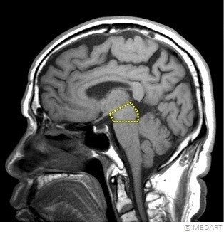 생명의 뇌, 뇌줄기(brain stem): 중간뇌(중뇌)(midbrain), 다리뇌(교뇌, 뇌교)(pons), 숨뇌(연수 ...