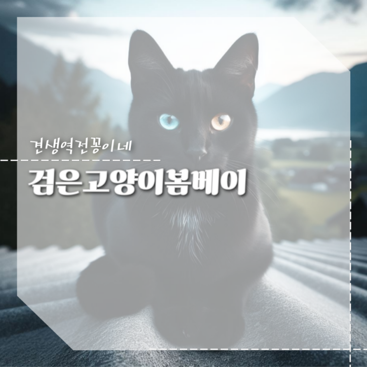  검은고양이 종류 봄베이 품종 특징 검은고양이 이름 추천