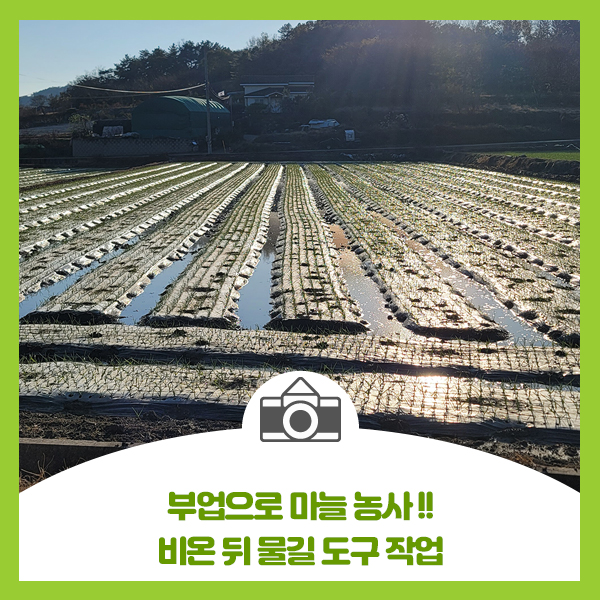  부업으로 마늘 농사, 비온 뒤 물길 도구 작업하기