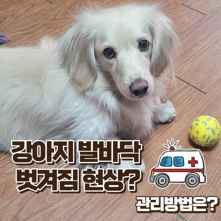  강아지 발바닥 벗겨짐 제일 흔한 원인과 관리방법