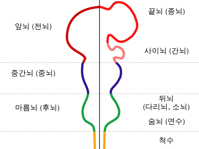 생명의 뇌, 뇌줄기(brain stem): 중간뇌(중뇌)(midbrain), 다리뇌(교뇌, 뇌교)(pons), 숨뇌(연수 ...