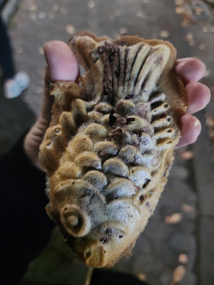  수원 아주대 23/24 시즌 붕어빵 파는곳 정리 1탄 황궁잉어빵