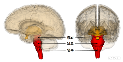 생명의 뇌, 뇌줄기(brain stem): 중간뇌(중뇌)(midbrain), 다리뇌(교뇌, 뇌교)(pons), 숨뇌(연수 ...