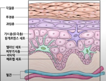  피부장벽, 왜 중요한가요?