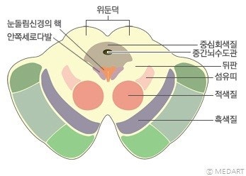 생명의 뇌, 뇌줄기(brain stem): 중간뇌(중뇌)(midbrain), 다리뇌(교뇌, 뇌교)(pons), 숨뇌(연수 ...