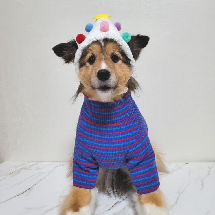 다이소 강아지 겨울옷, 크리스마스 모자, 목도리, 바라클라바