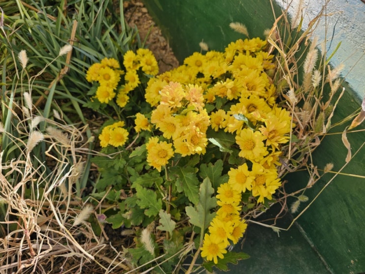  산국 소국