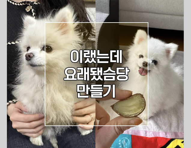  이랬는데 요래됐슴당 강아지 인스타 릴스 영상 만들기