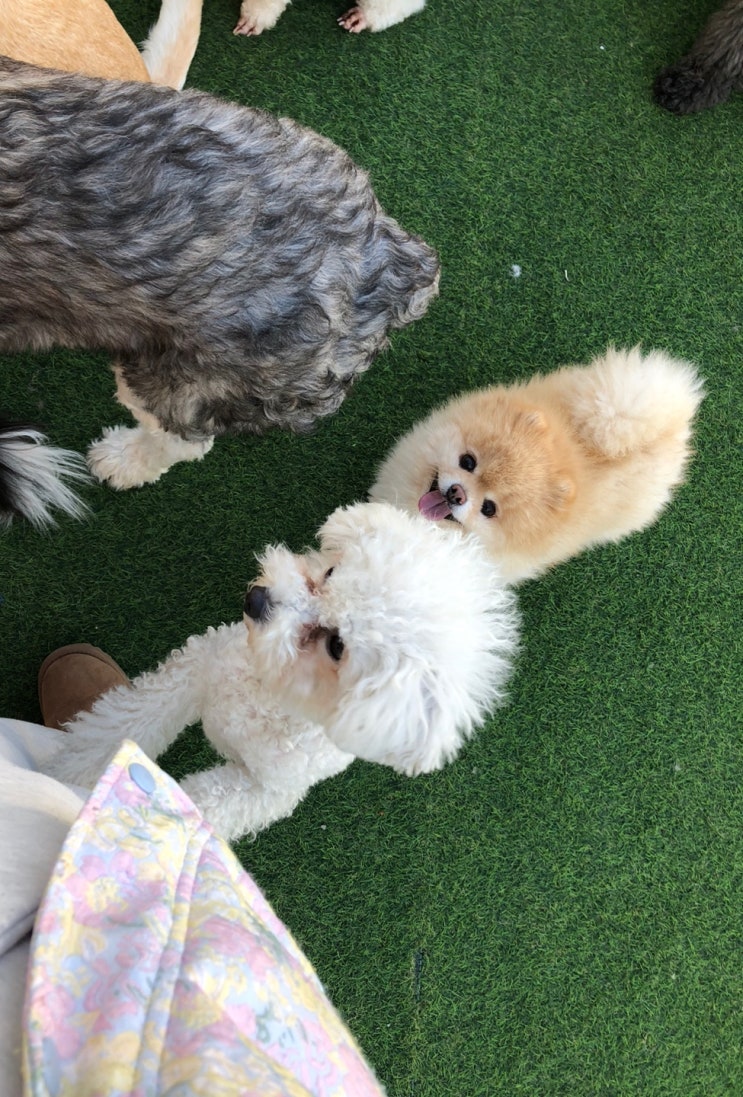  [성남 복정] 애견카페 반도그 ban dog cafe