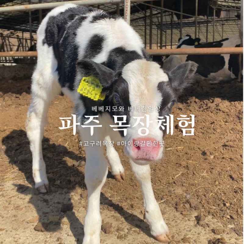 아이랑 파주 고구려목장에서 낙농체험, 피자만들기