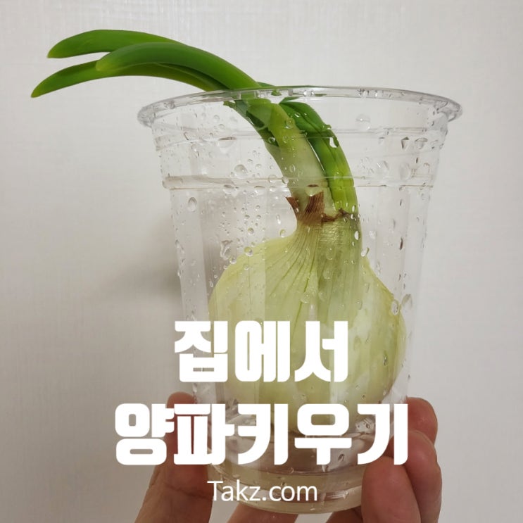  집에서 양파 키우기 도전