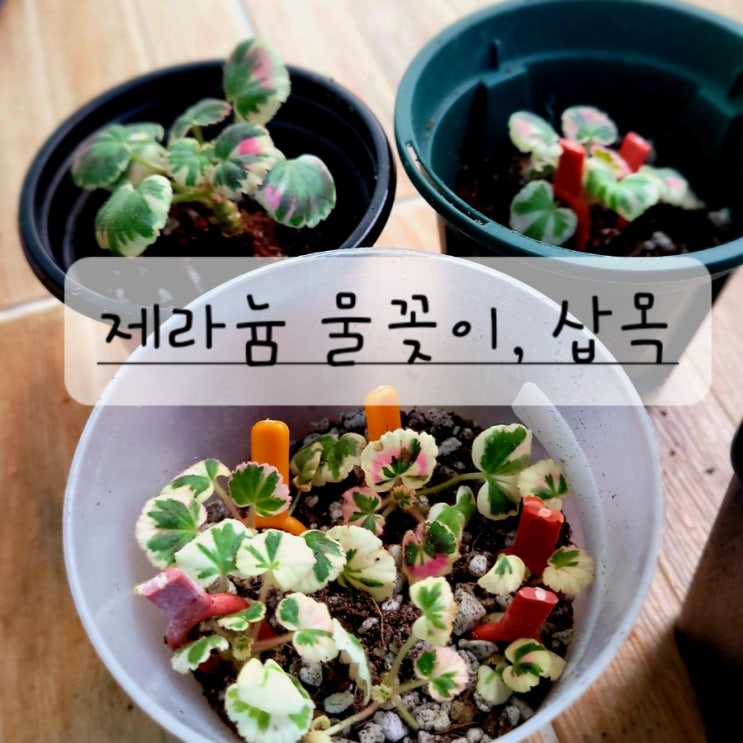  제라늄 물꽂이 삽목 시작