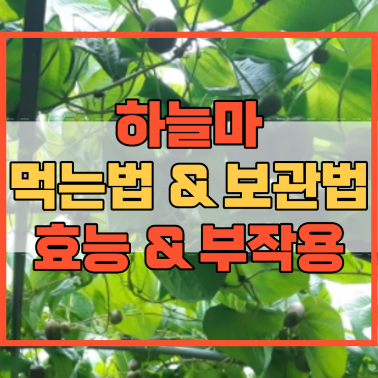  하늘마 먹는법 및 보관법 효능 부작용 알아봐요!
