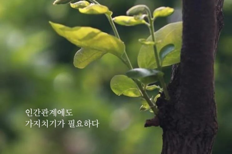  인간관계에도 가지치기가 필요하다