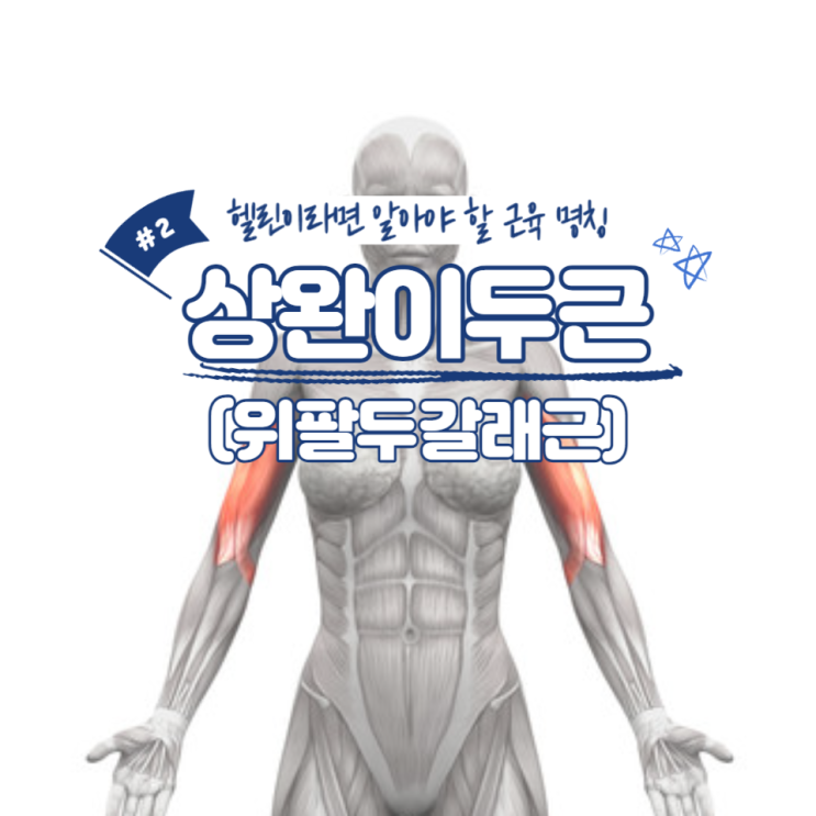  헬린이라면 알아야 할 근육 명칭 #2 - 상완이두근(위팔 두갈래근) / 소사역피티