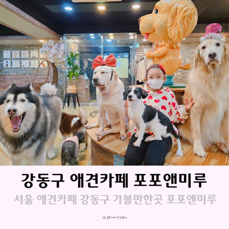 서울 애견카페 강동구 가볼만한 곳 상주견 많은 포포앤미루 서울 애견카페 강동구 가볼만한 곳 상주견 많은 포포앤미루