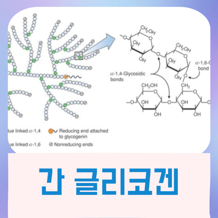  간 글리코겐 고갈 저장: 체중감량의 핵심 역할 인슐린