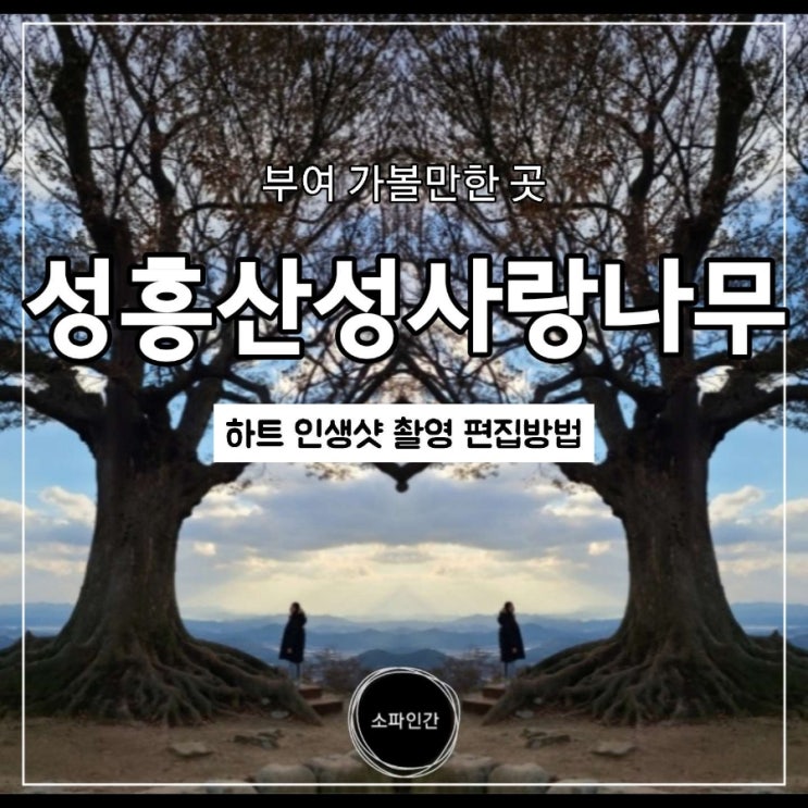  부여 성흥산성 사랑나무 인생사진 성지에 다녀왔어요. 가는법 주차장 사진편집방법