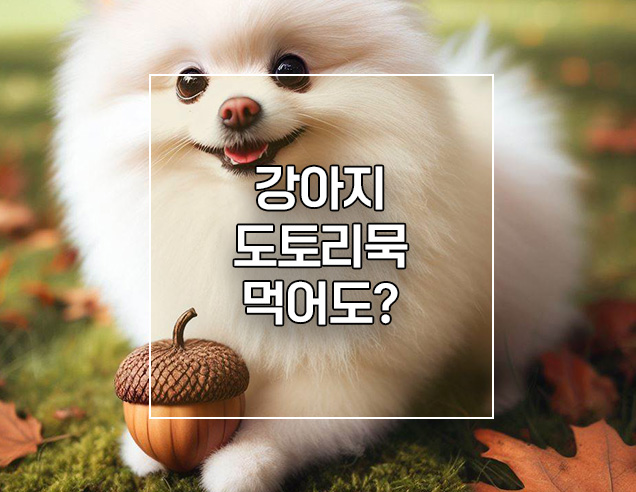  강아지 도토리묵 먹어도 되나요? 급여 주의사항