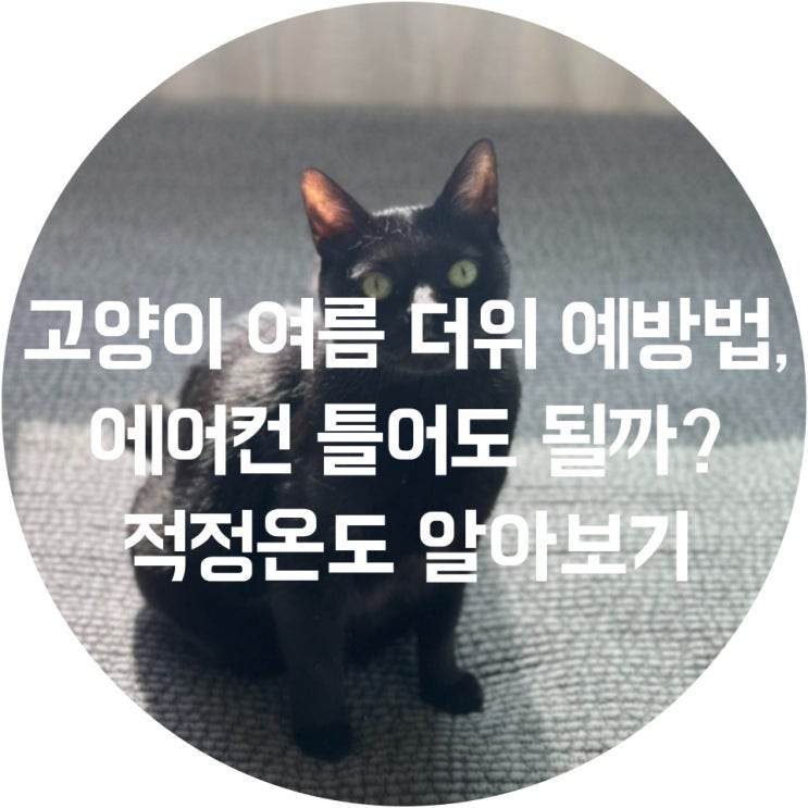  고양이 여름 더위 예방법, 에어컨 틀어도 될까? 적정온도 알아보기