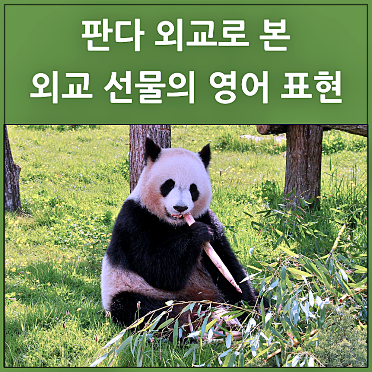  판다 외교 선물에 관한 영어 표현