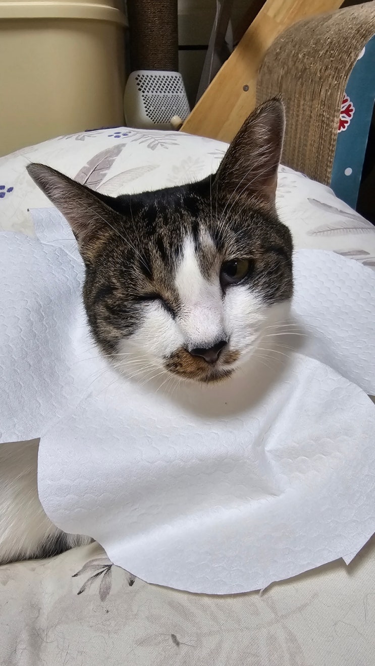 고양이 한쪽눈 찡끗 원인과 치료방법 결막염/허스피