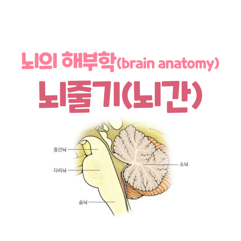 생명의 뇌, 뇌줄기(brain stem): 중간뇌(중뇌)(midbrain), 다리뇌(교뇌, 뇌교)(pons), 숨뇌(연수 ...