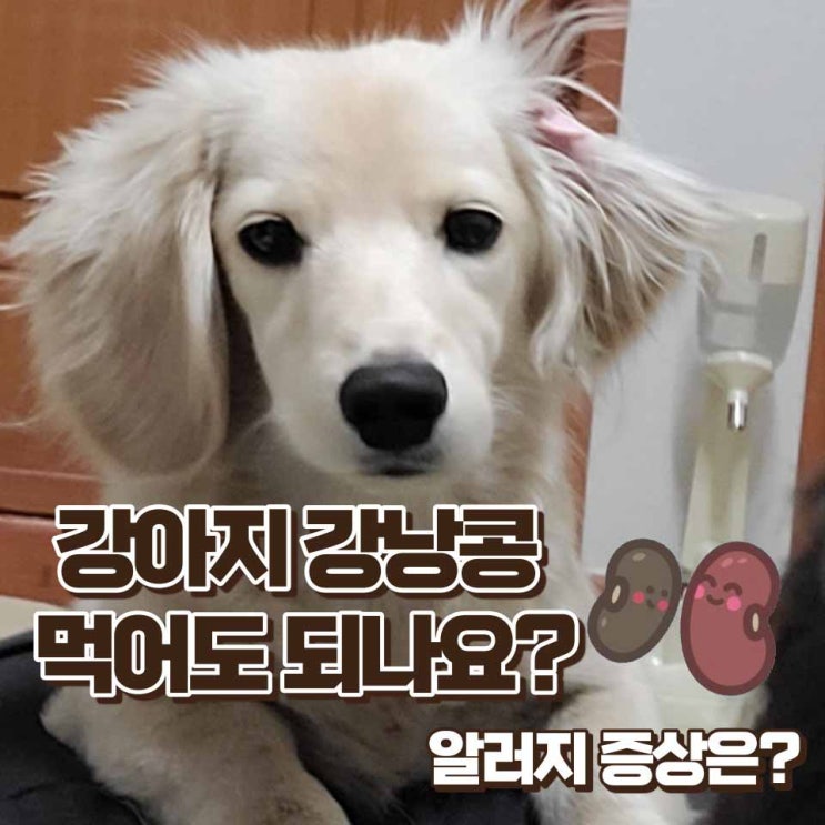  강아지 강낭콩 먹어도 될까? 급여방법과 알러지증상