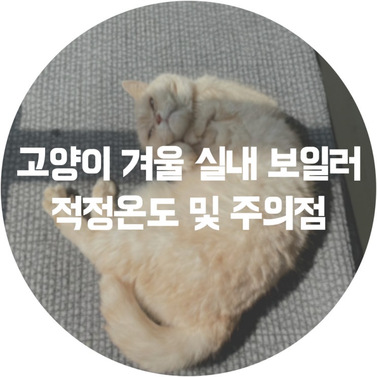  고양이 겨울 실내 보일러 적정온도 및 주의점 알아보기