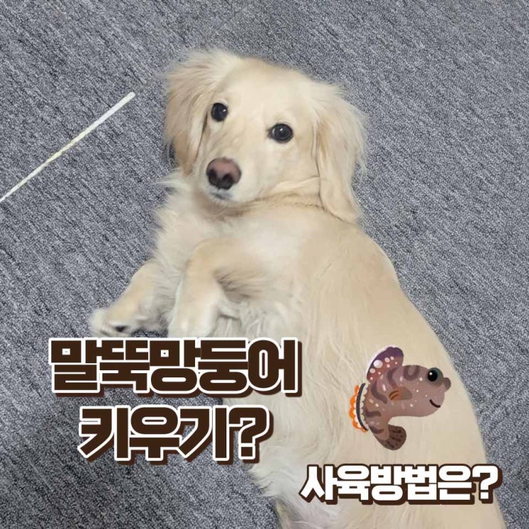  망둥어 키우기 말뚝망둥어 사육정보