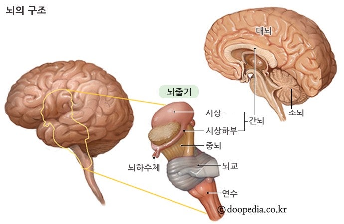 생명의 뇌, 뇌줄기(brain stem): 중간뇌(중뇌)(midbrain), 다리뇌(교뇌, 뇌교)(pons), 숨뇌(연수 ...