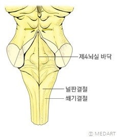 생명의 뇌, 뇌줄기(brain stem): 중간뇌(중뇌)(midbrain), 다리뇌(교뇌, 뇌교)(pons), 숨뇌(연수 ...