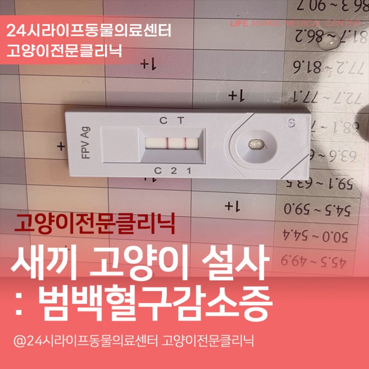 고양이범백혈구감소증 : 새끼고양이 범백 치료 대구고양이동물병원