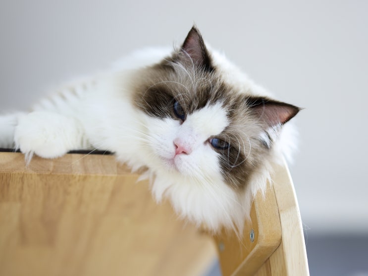  고양이 백혈병 바이러스 증상, 질병 원인 진단 키트 검사 치료 예방접종