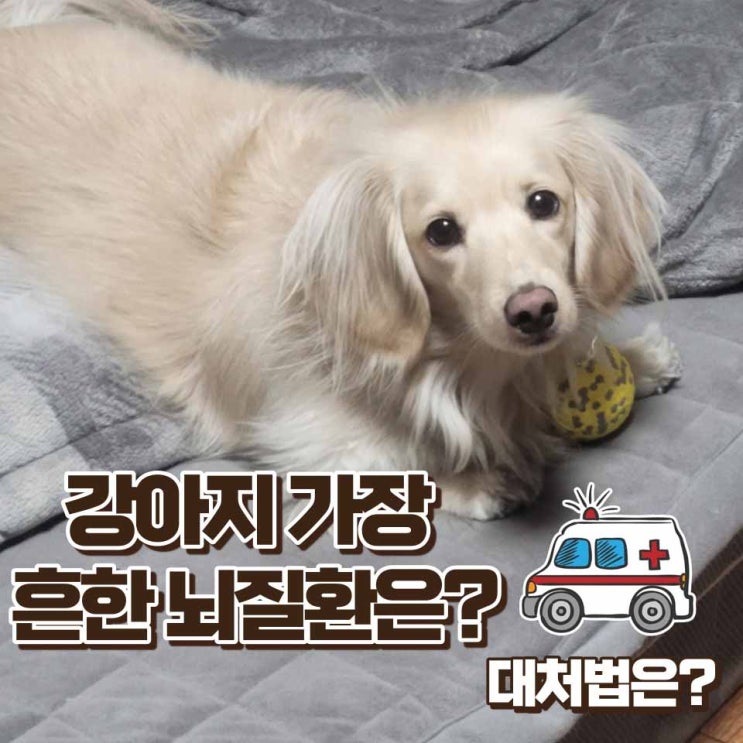  강아지 가장 많이 발생하는 뇌질환은?