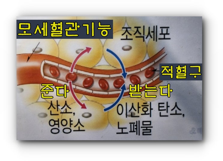  모세혈관 뜻, 기능, 특징, 구조에 대해 알아볼게요.