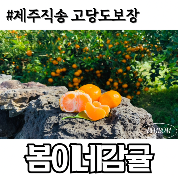  봄이네농장 제주감귤 10KG 오픈이벤트 맛없으면 환불