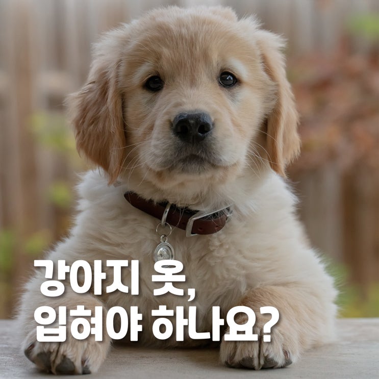  반려견 보호자라면 반드시 알아야 할 강아지 옷 상식