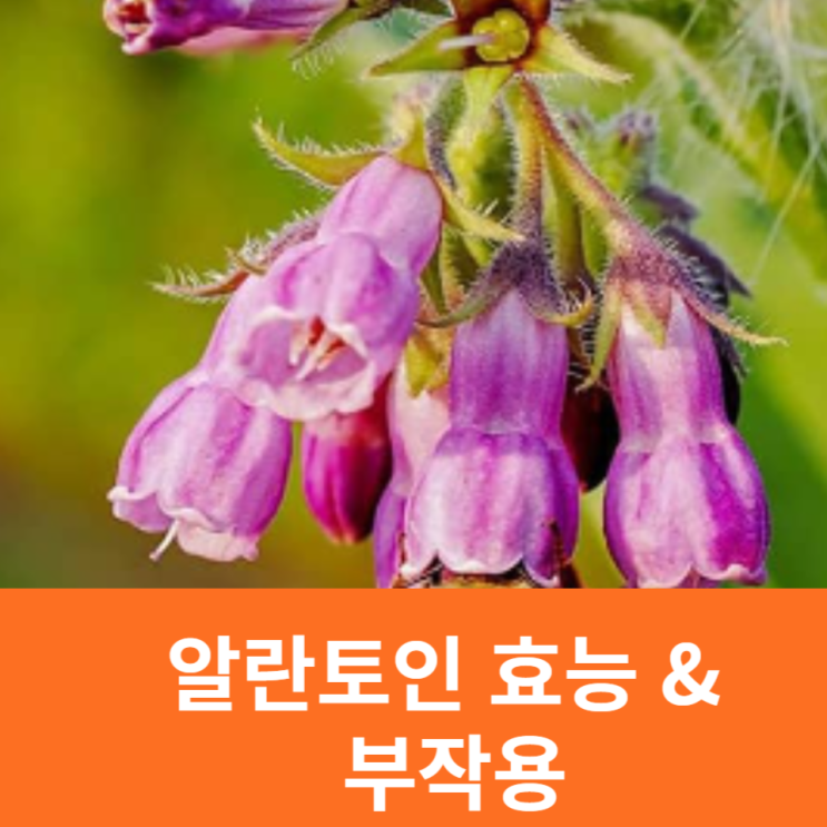 알란토인 효능 부작용 민감한 피부 추천 성분~!