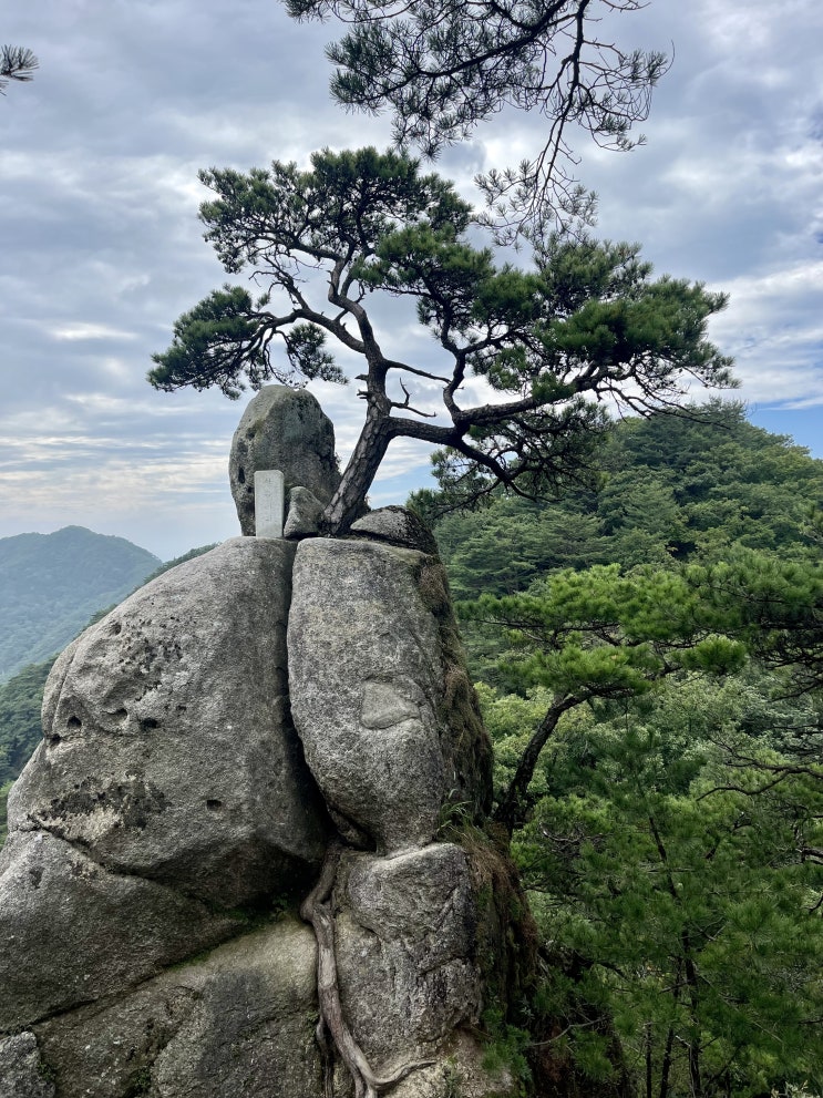  [BAC100] 오봉산(#008), 최단코스(배후령, 능선, 정상)