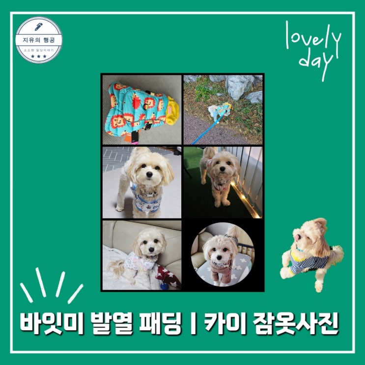  애견 겨울옷ㅣ바잇미 더블히트 발열 하네스 패딩 추천 강아지 옷