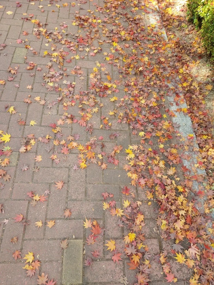 아직은 가을 