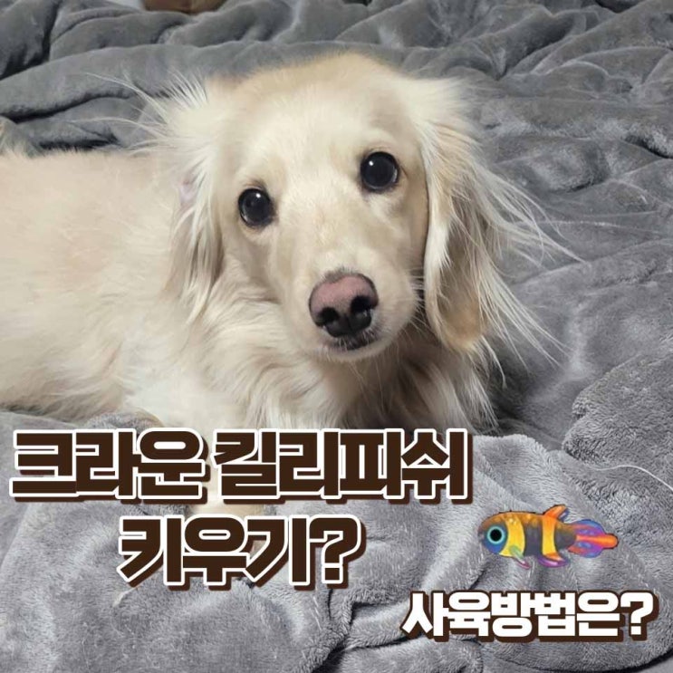  크라운 킬리피쉬 키우기 크기 수온 먹이 자생지