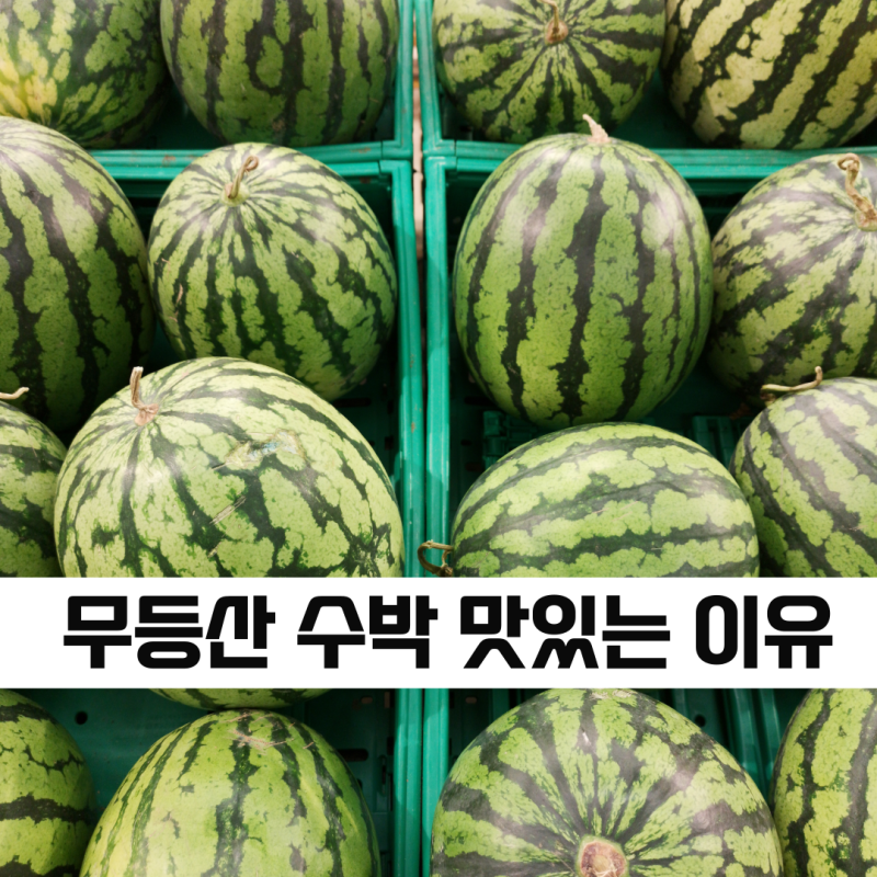 광주 무등산 수박이 맛있는 이유에 대해서 알아보자