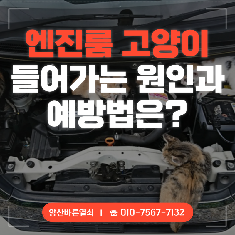 엔진룸 고양이 들어가는 원인과 예방법!