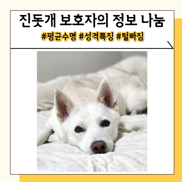 진돗개 털빠짐과 평균 수명, 3년 키우며 느낀 성격 특징 진돗개 털빠짐과 평균 수명, 3년 키우며 느낀 성격 특징