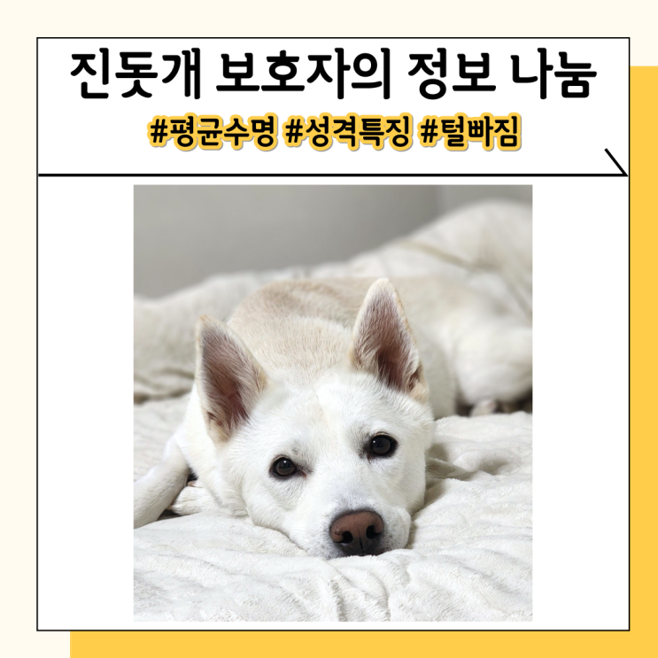 진돗개 털빠짐과 평균 수명, 3년 키우며 느낀 성격 특징