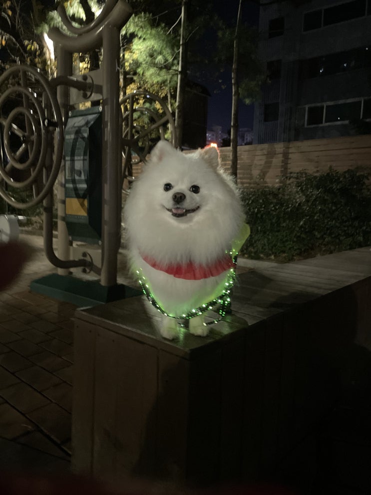  강아지 산책줄 밤에도 반짝반짝 핀아펫 LED 리드줄