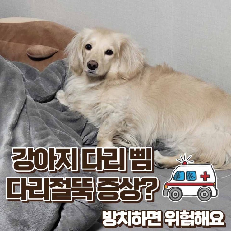  강아지 다리 삠 절뚝거림 증상 방치하면 위험할 수 있어요