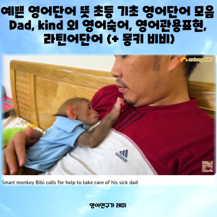 예쁜 영어단어 뜻 초등 기초 영어단어 모음 Dad, kind 외 영어숙어, 영어관용표현, 라틴어단어 (+ 몽키 비비)